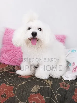 3-6 Months Male Purebred Coton De Tulear