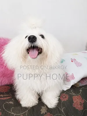 3-6 Months Male Purebred Coton De Tulear