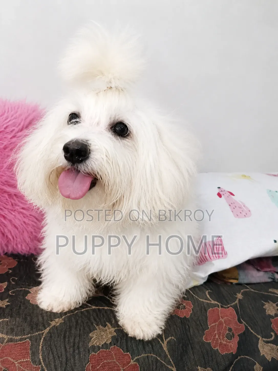 3-6 Months Male Purebred Coton De Tulear