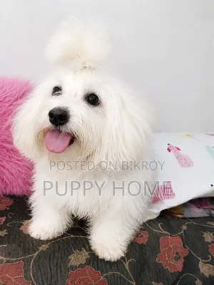 3-6 Months Male Purebred Coton De Tulear