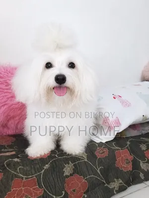 3-6 Months Male Purebred Coton De Tulear