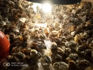 Fayoumi Chicken Chicks for Sale (Zero Day Chicks)