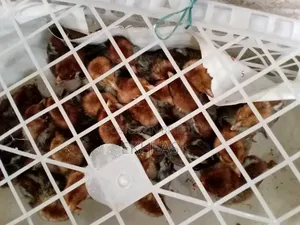 Fayoumi Chicken Chicks for Sale (Zero Day Chicks)