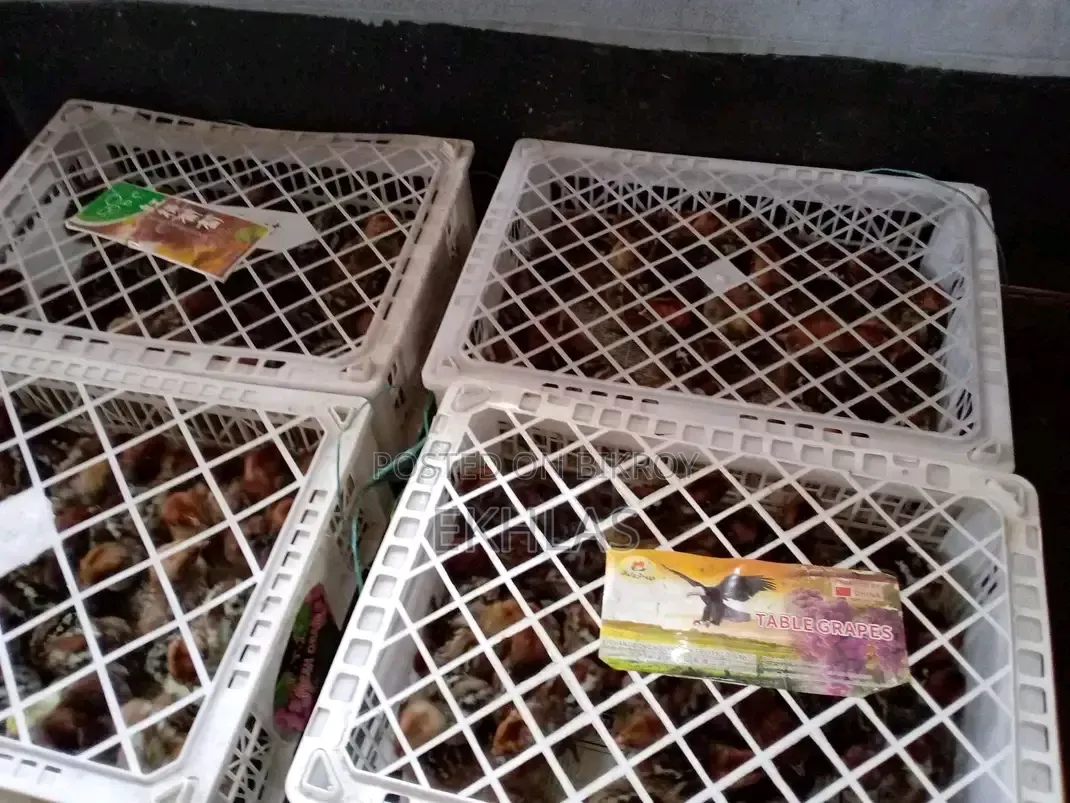 Fayoumi Chicken Chicks for Sale (Zero Day Chicks)
