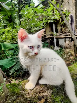 1-3 Months Male Mixed Breed Exotic