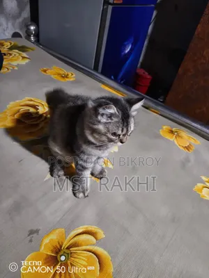 3-6 Months Male Mixed Breed Persian
