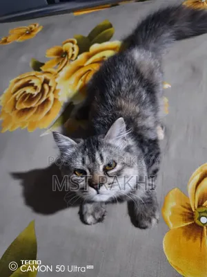 3-6 Months Male Mixed Breed Persian