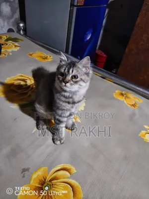 3-6 Months Male Mixed Breed Persian