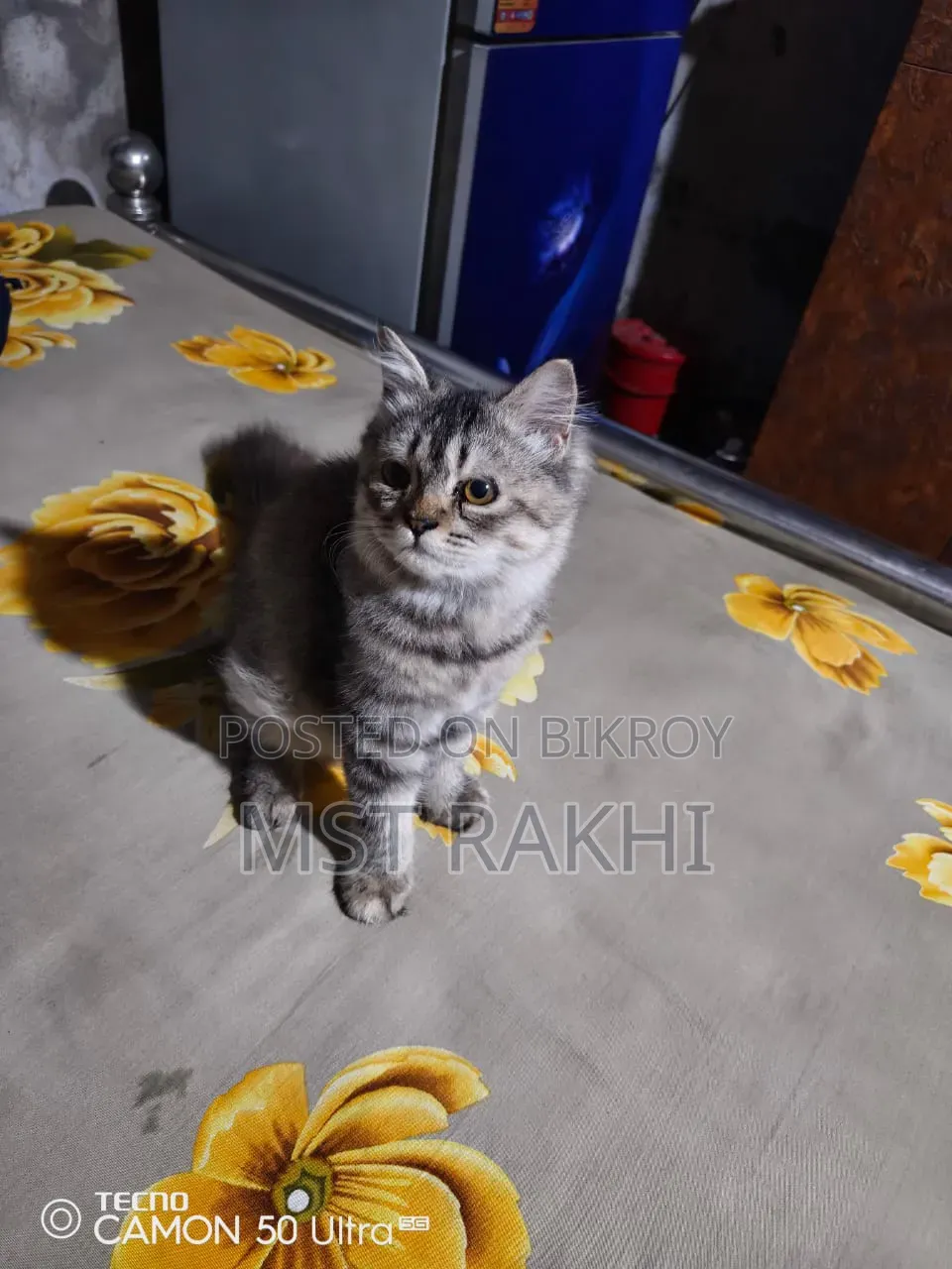 3-6 Months Male Mixed Breed Persian