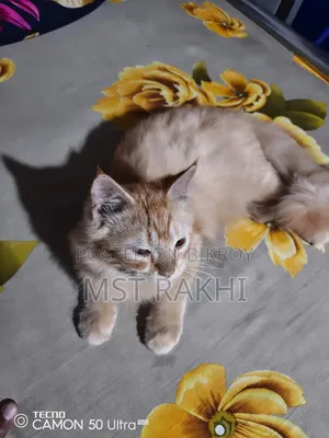 3-6 Months Male Mixed Breed Persian