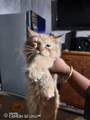 3-6 Months Male Mixed Breed Persian