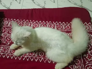 3-6 Months Male Purebred Persian