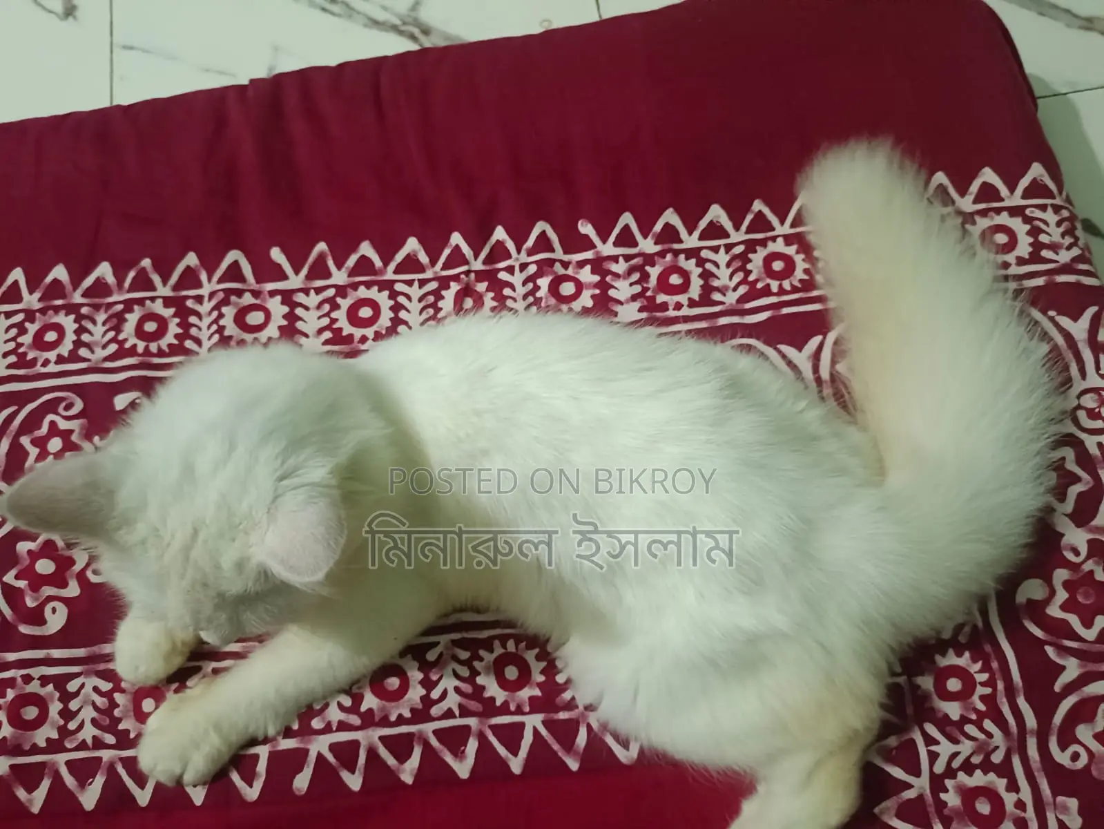 3-6 Months Male Purebred Persian