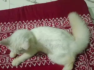 3-6 Months Male Purebred Persian