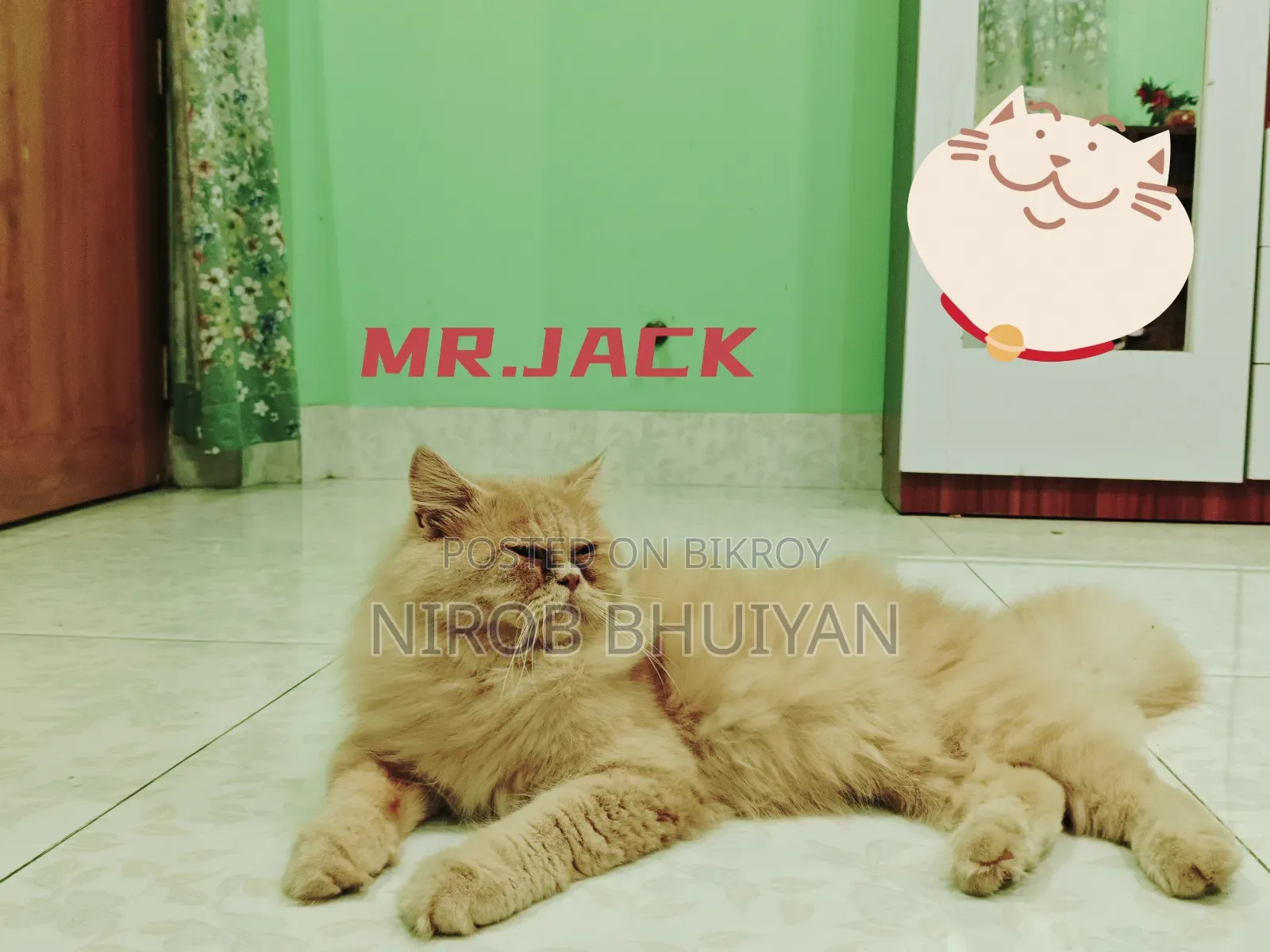 6-12 Months Male Purebred Persian