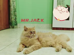 6-12 Months Male Purebred Persian