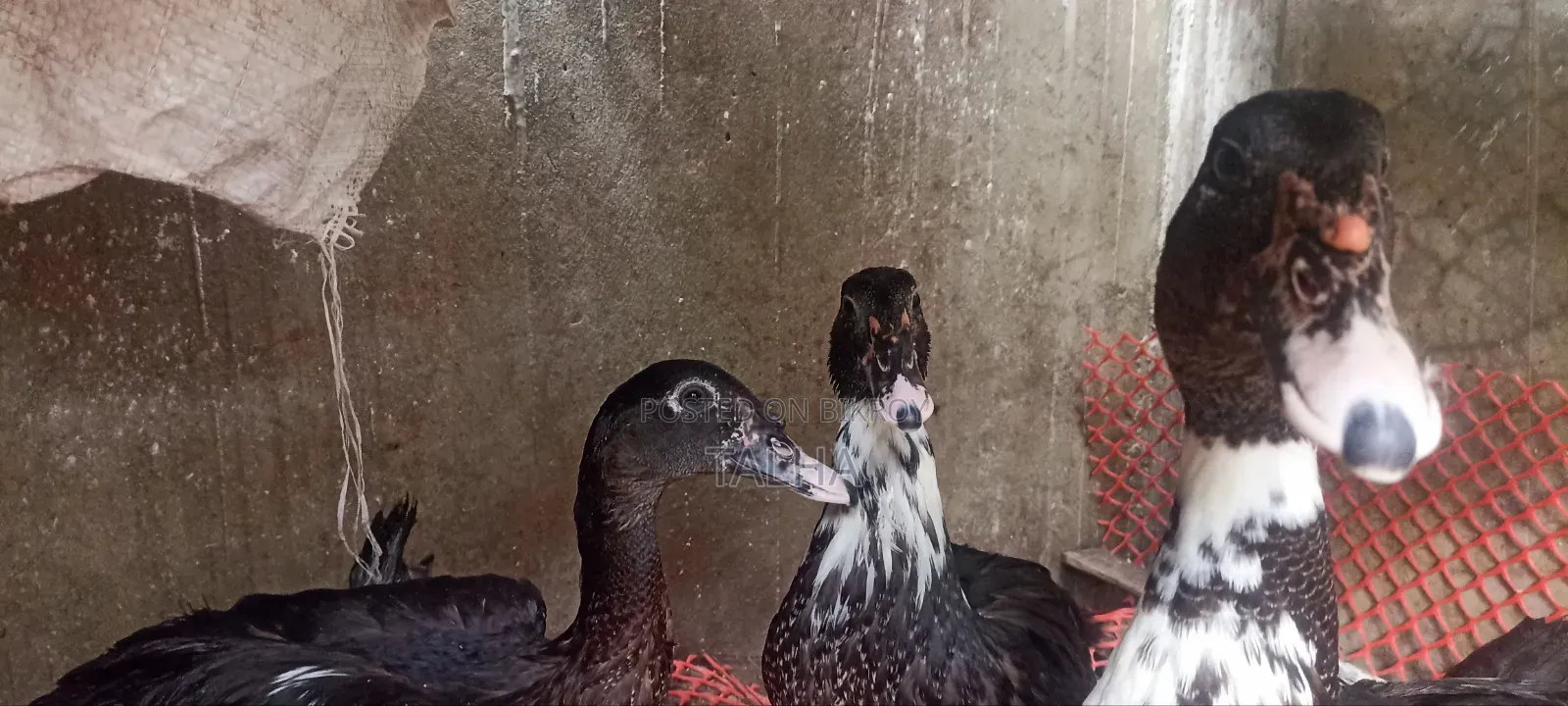 Chicken. Rooster. Pigeon. Chinese Duck