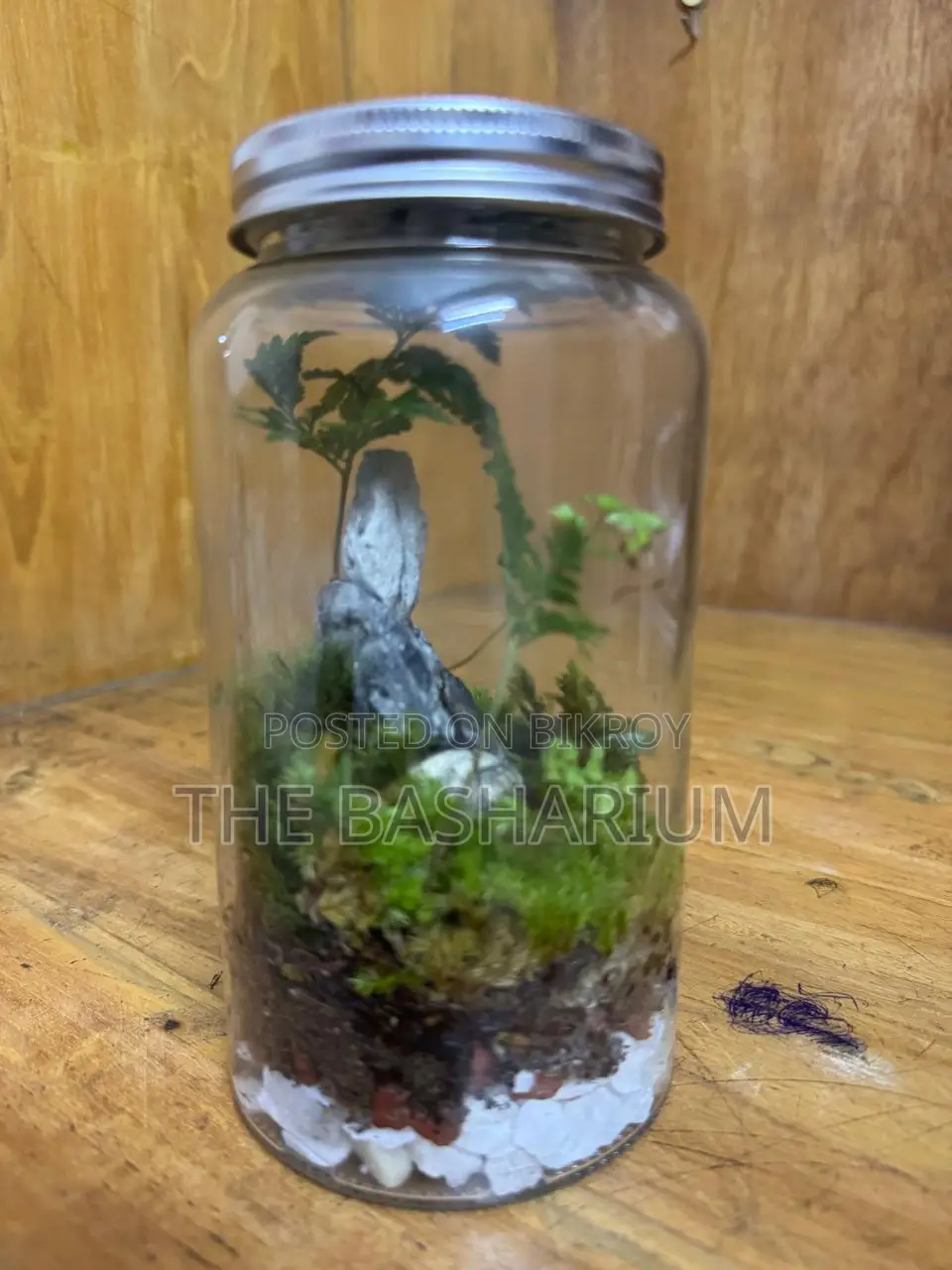 Terrarium Jar Type