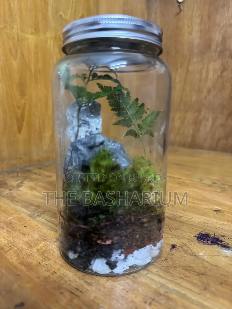 Terrarium Jar Type