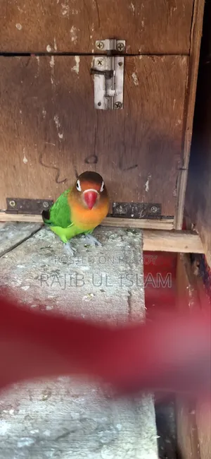 লাভ বাড ফিমেল ডিম বাচ্চা করা। ডিয়েনে টেস্ট করা পাখি
