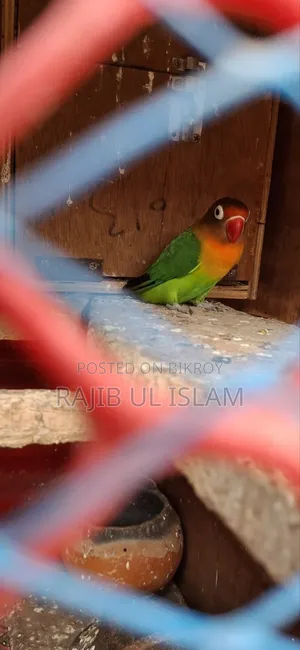 লাভ বাড ফিমেল ডিম বাচ্চা করা। ডিয়েনে টেস্ট করা পাখি