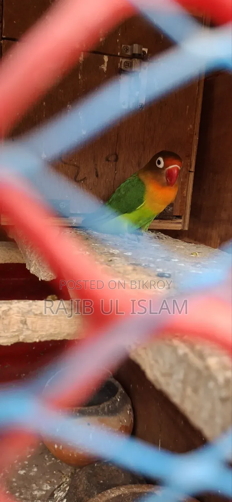 লাভ বাড ফিমেল ডিম বাচ্চা করা। ডিয়েনে টেস্ট করা পাখি