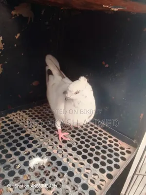 Female pigeon for only