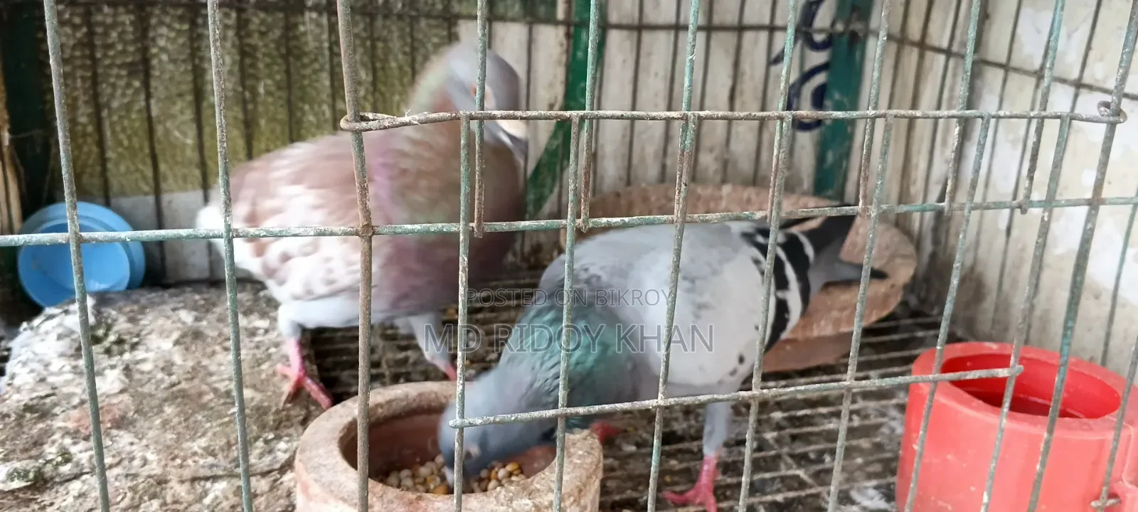 কিছু রেসার কবুতর বিক্রি হবে
