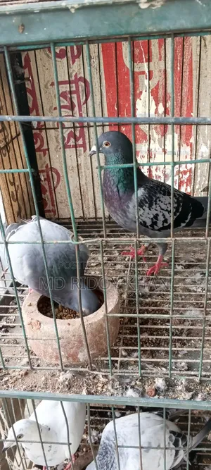 কিছু রেসার কবুতর বিক্রি হবে