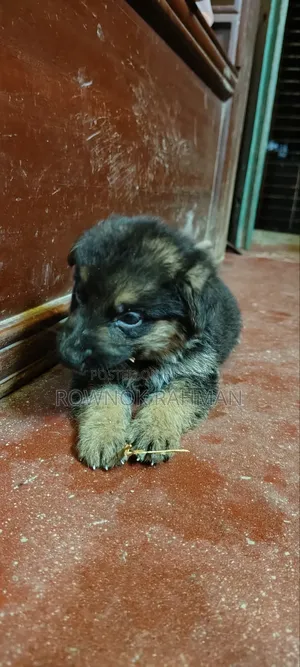 0-1 Month Male Purebred German Shepherd