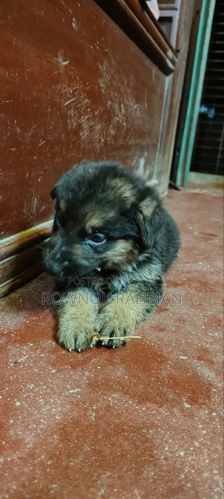 0-1 Month Male Purebred German Shepherd