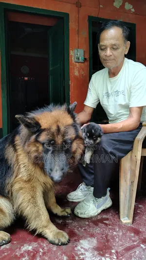 0-1 Month Male Purebred German Shepherd
