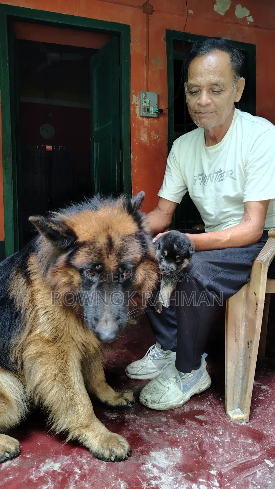 0-1 Month Male Purebred German Shepherd