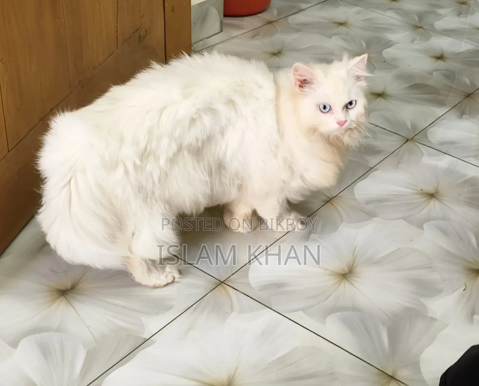1+ Year Female Purebred Persian Cat