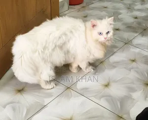 1+ Year Female Purebred Persian Cat