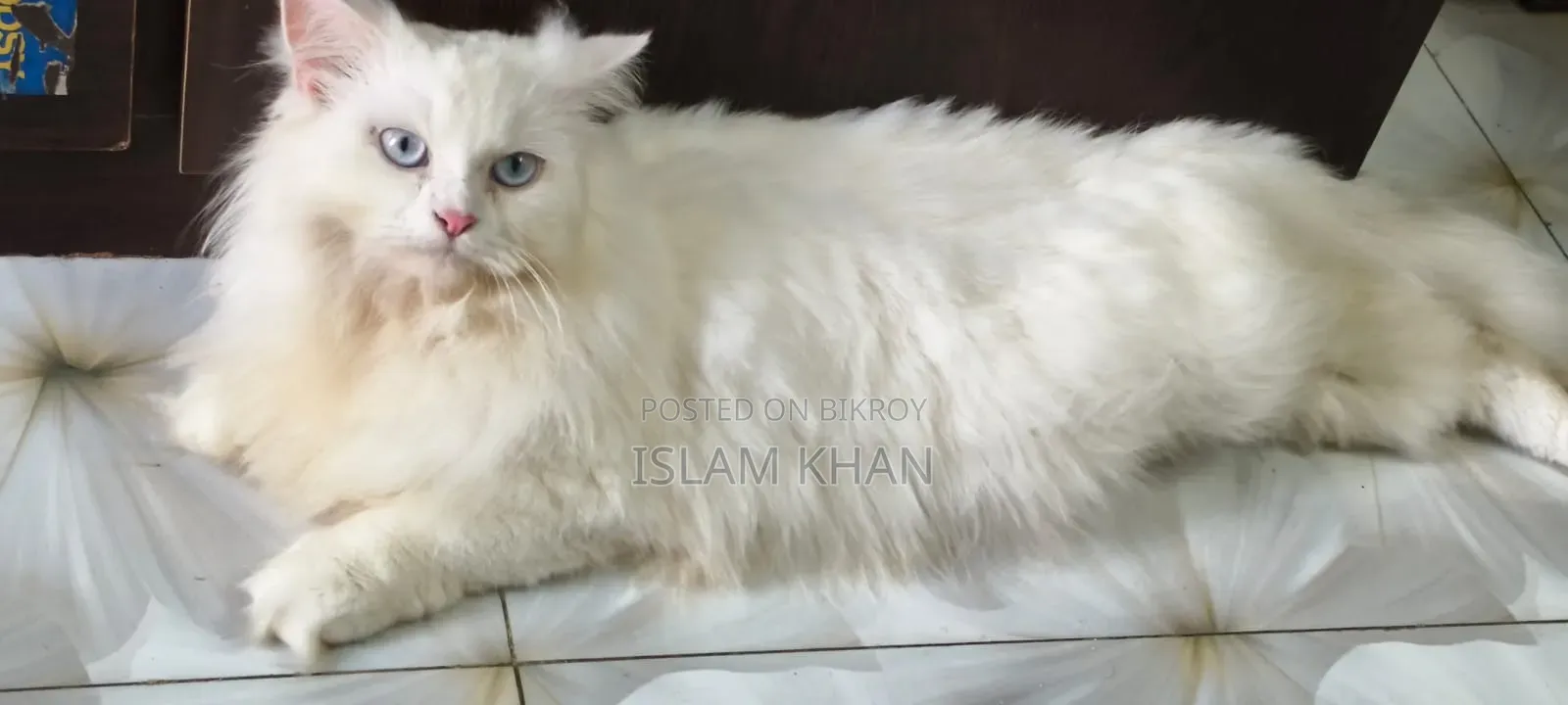 1+ Year Female Purebred Persian Cat