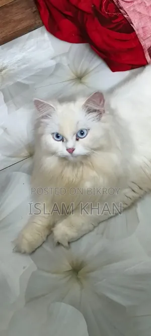 1+ Year Female Purebred Persian Cat