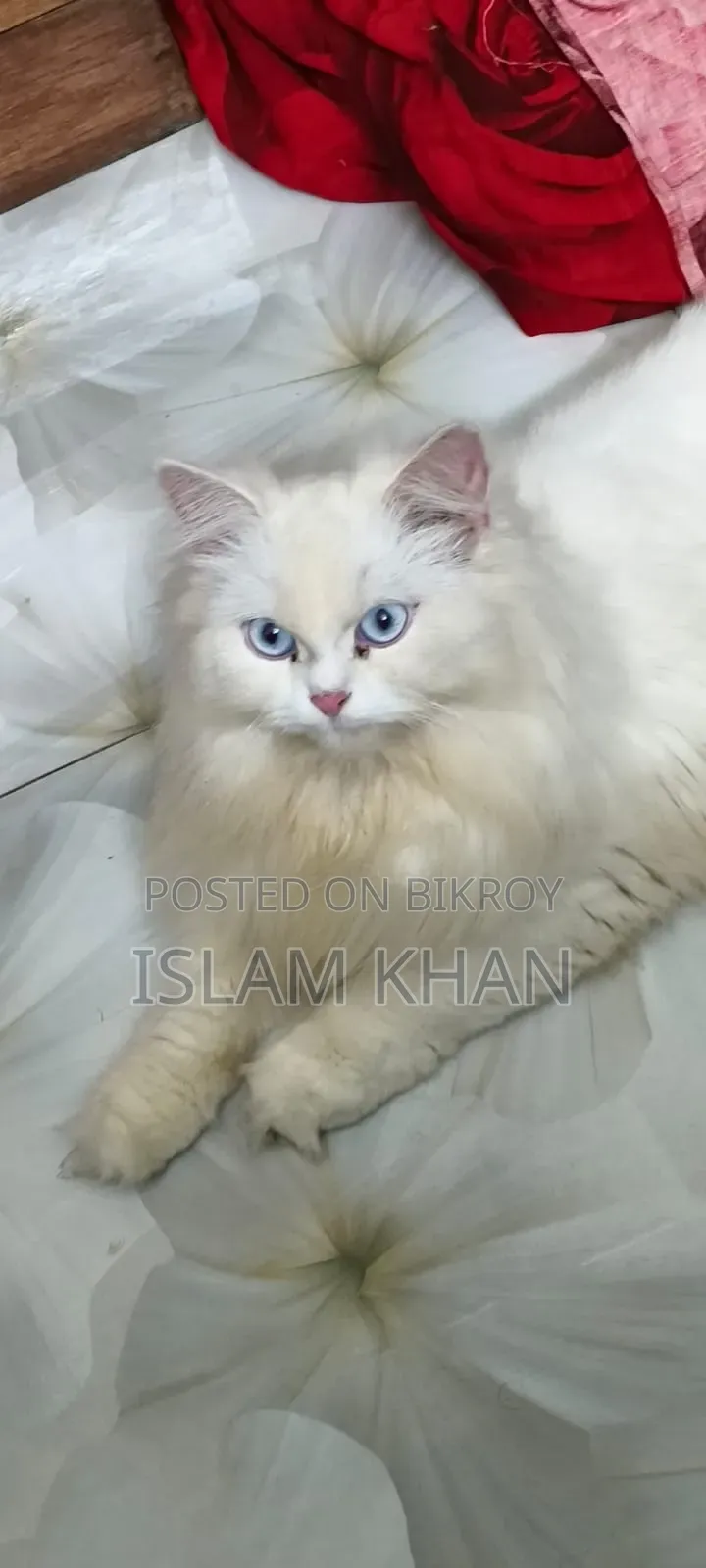 1+ Year Female Purebred Persian Cat