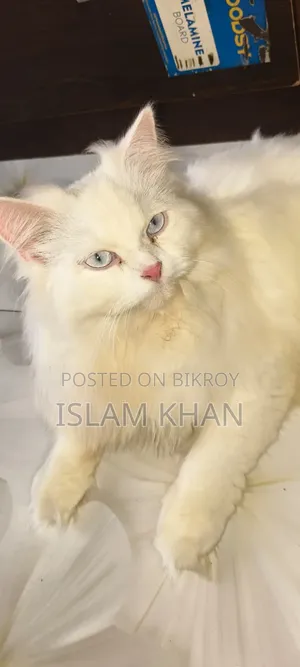 1+ Year Female Purebred Persian Cat