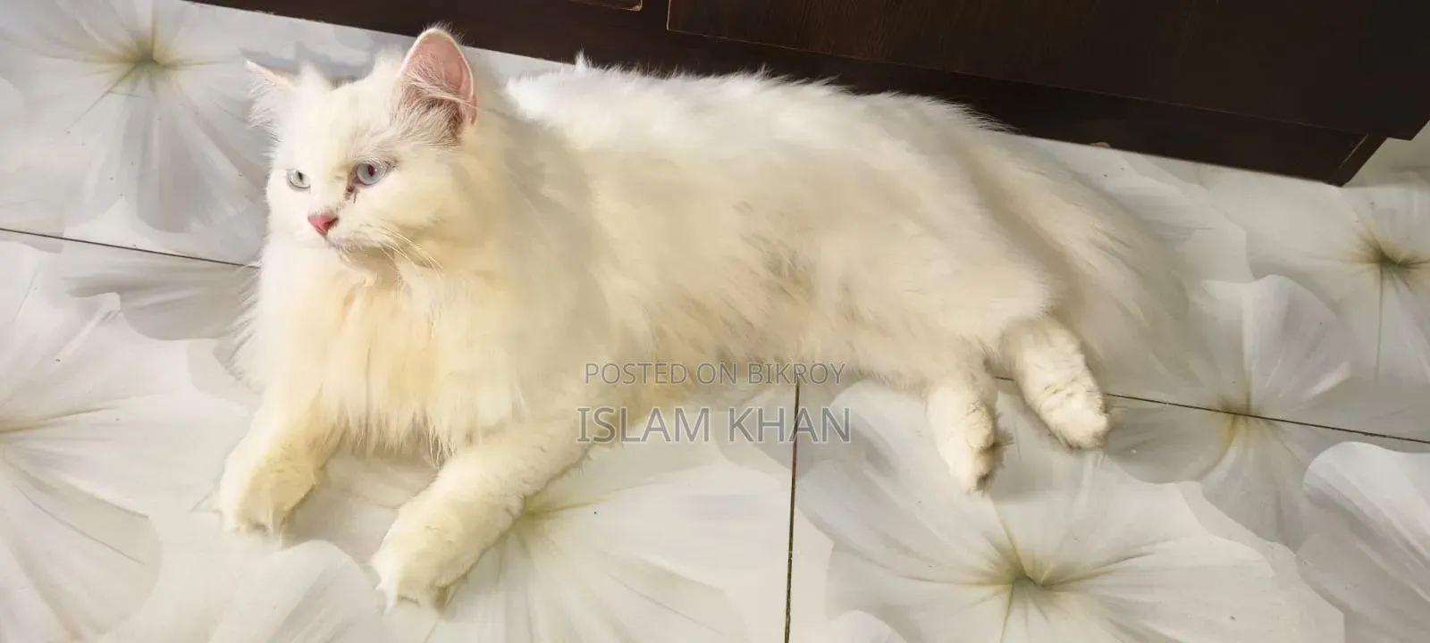 1+ Year Female Purebred Persian Cat