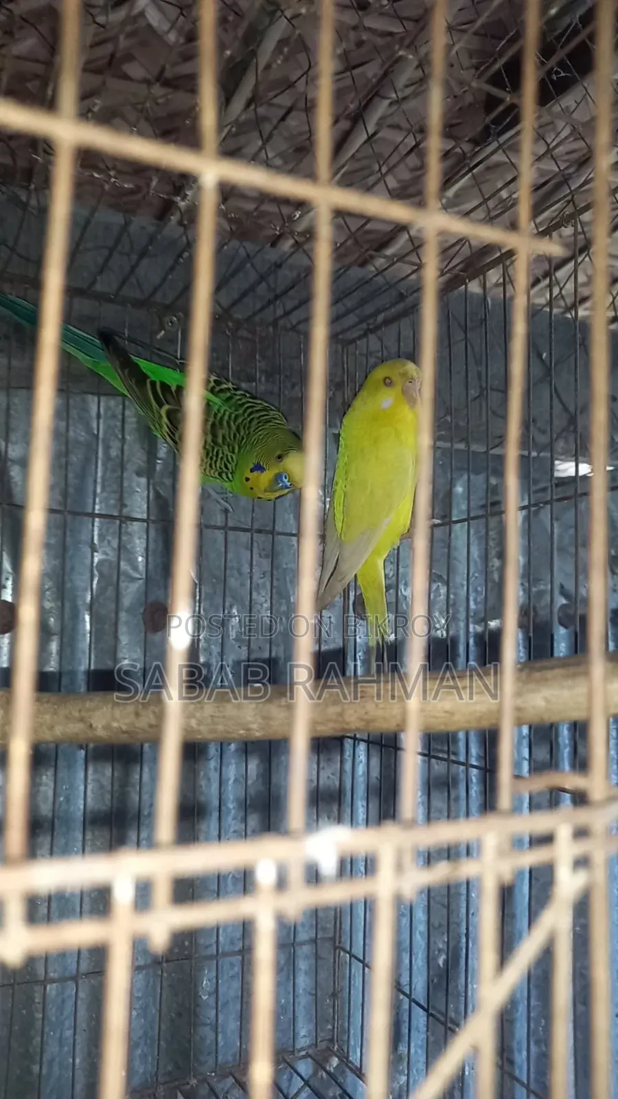 ডিম বাচ্চা করা বাজরিগার পাখি