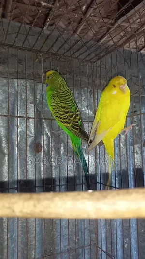 ডিম বাচ্চা করা বাজরিগার পাখি