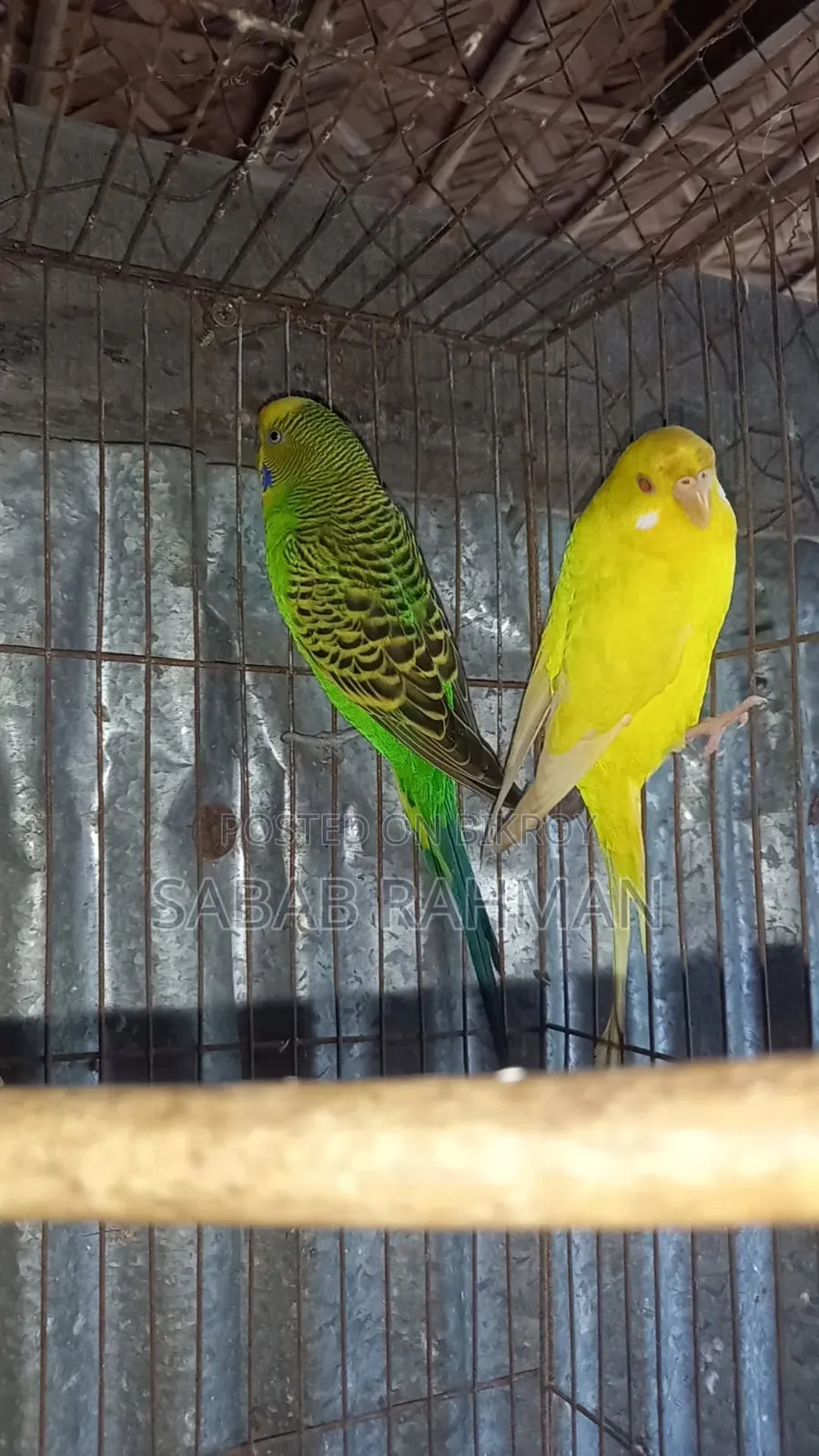 ডিম বাচ্চা করা বাজরিগার পাখি