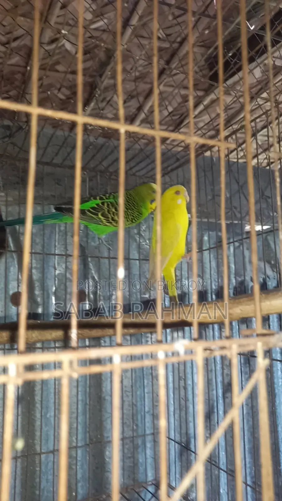 ডিম বাচ্চা করা বাজরিগার পাখি