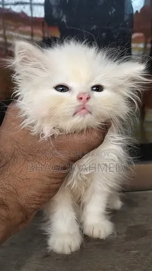 1-3 Months Female Purebred Persian