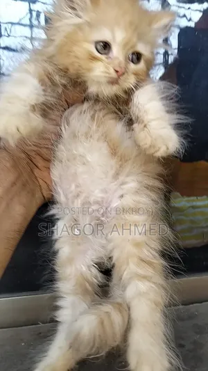 1-3 Months Female Purebred Persian