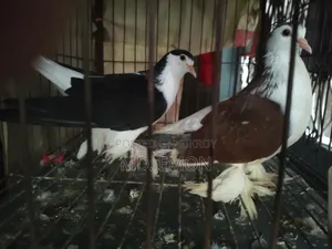 (Fence) Lahori Pigeon