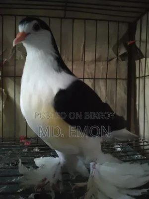 (Fence) Lahori Pigeon
