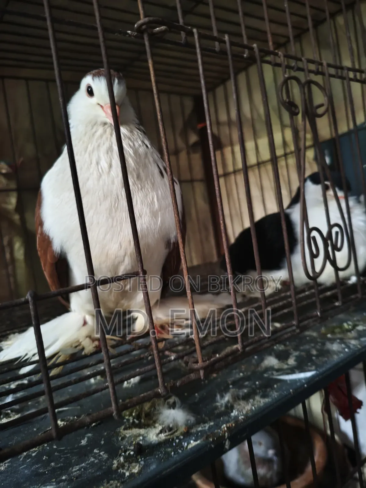 (Fence) Lahori Pigeon
