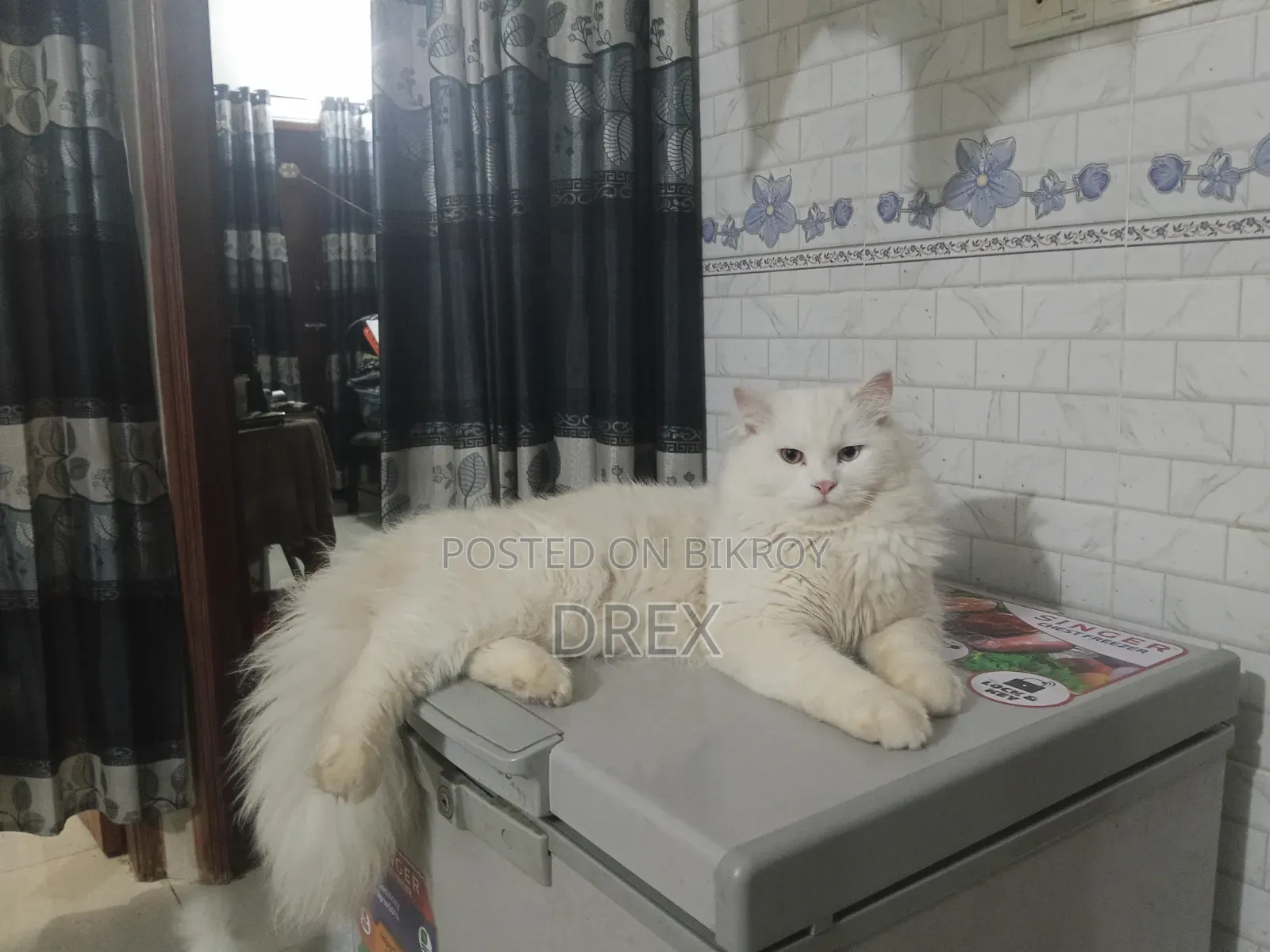 6-12 Months Male Purebred Ragdoll